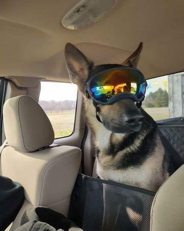 Customer photo of Rocco, from Steve L.