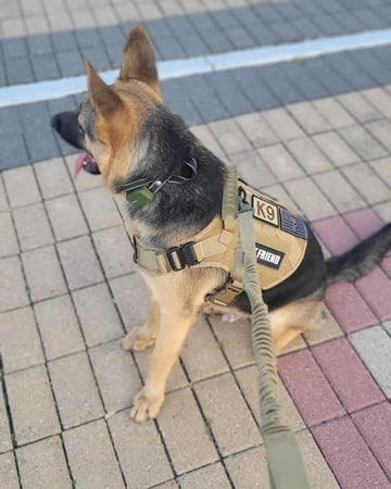 Customer photo of Rocky, from Eloi C.