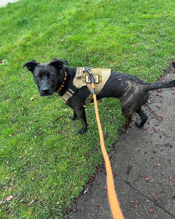 Customer photo of Rogue, from Laurie A.