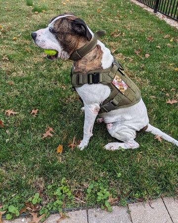 Customer photo of Roku, from Michael H.