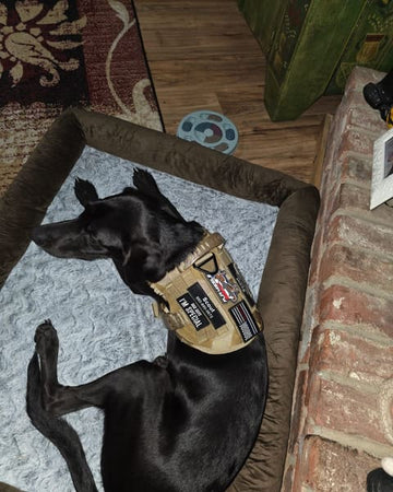 Customer photo of Scout, from David A.