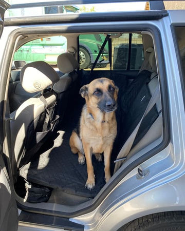 Customer photo of Skye, from Lynn H.