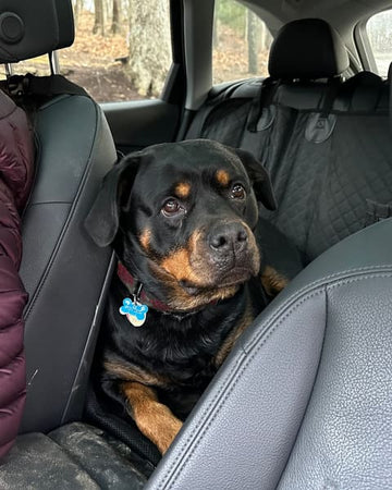 Customer photo of Stella, from Michael P.