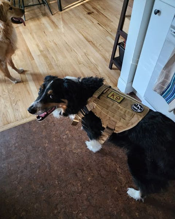 Customer photo of Tazer, from James L.
