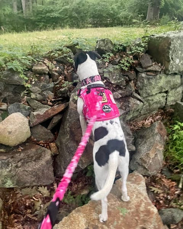 Customer photo of Willow, from Tanya M.