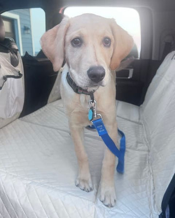 Customer photo of Willow, from Cory B.