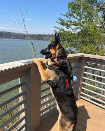 Customer photo of Zeke, from Stephanie H.