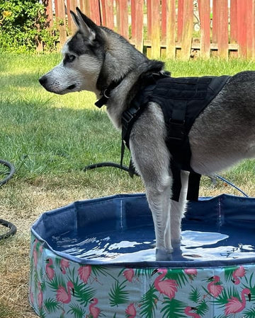 Customer photo of Zeus, from Tiffany L.