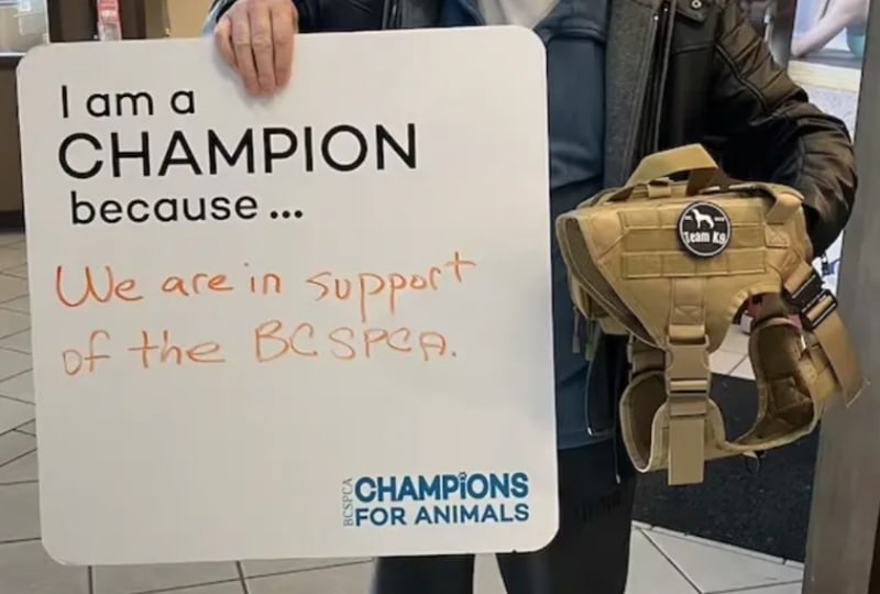 Hands hold a tan Team K9 harness next to a BC SPCA Champions for Animals sign that reads: I am a champion because we are in support of the BC SPCA.