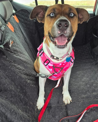 Customer photo: Fiona, a rescue dog, in a pink Team K9 harness.