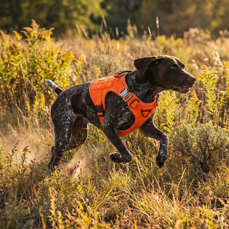 A dog running through a sunlit meadow in a Blaze Orange Team K9 tactical harness