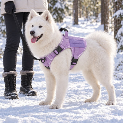 Samoyed in a Lavender Team K9 harness on a leash on a snowy forest path