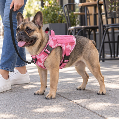 French Bulldog in a small Pink Camo Team K9 harness on a leash beside cafe tables
