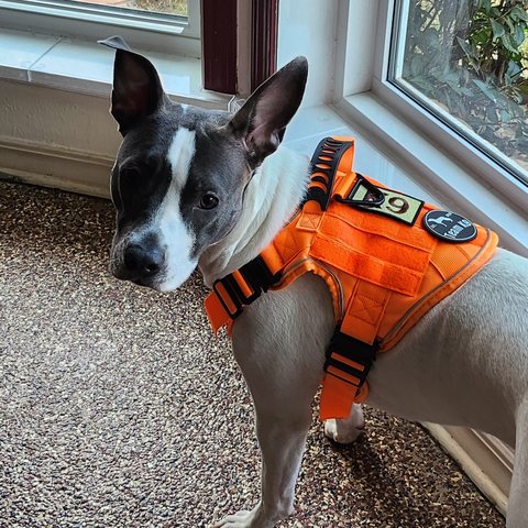 Customer photo from Caren T.: Maezy in a Small Team K9 harness
