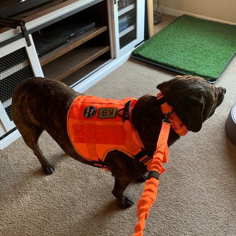 Customer photo from Albert B.: Maverick in an Extra-Large Team K9 harness on the matching bungee leash