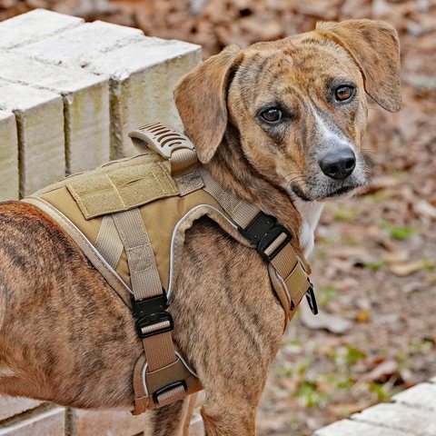 Customer photo from Ken C.: Miss Kitty in an Extra-Small Team K9 harness