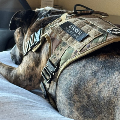 Customer photo from Shannon D K.: a dog resting in a MultiCam Team K9 harness