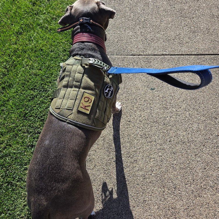 A dog on a sidewalk walk in an Olive Drab Green Team K9 harness