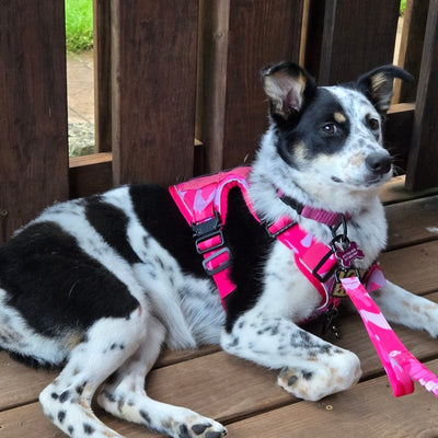 Customer photo from Tom & Tammy R.: a black and white dog lying on a deck in a Pink Camo Team K9 harness