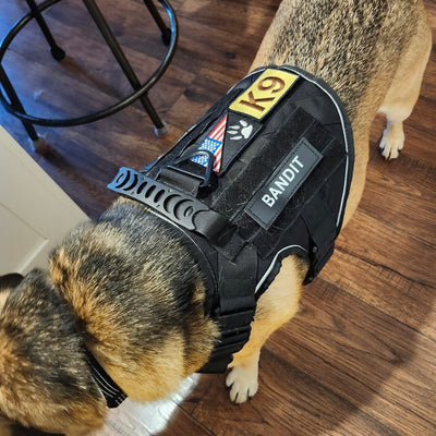 Customer photo from Todd M.: Bandit in a K9 Black Team K9 harness with his name patch
