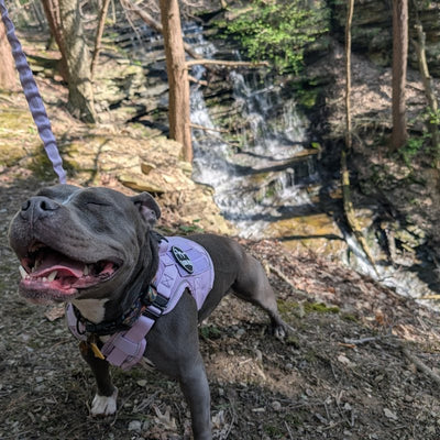 Customer photo from Taylor V.: a Staffy mix by a waterfall in a Lavender Team K9 harness