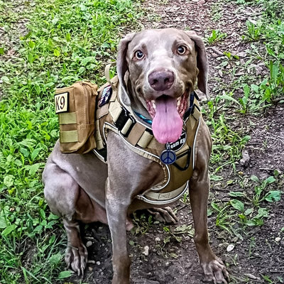 Customer photo from Jose V.: a Weimaraner in a Desert Brown Team K9 harness with a MOLLE pouch