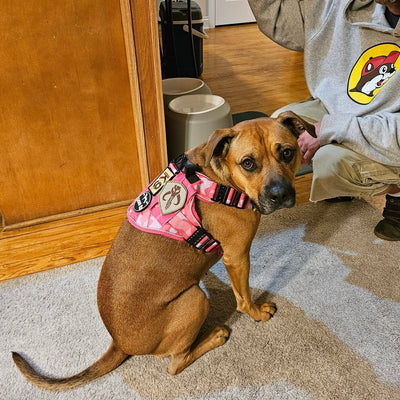 Customer photo from Kimberley G.: Nugget in a small Pink Camo Team K9 harness