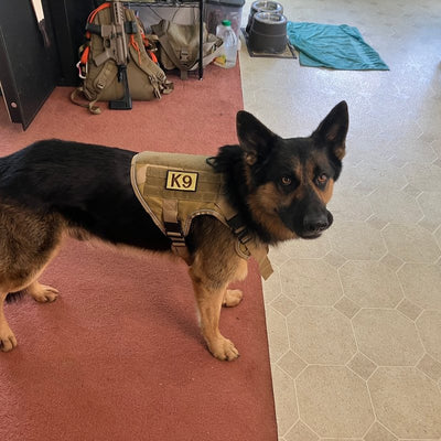 Customer photo from Thomas D.: a German Shepherd in a Desert Brown Team K9 harness with a K9 patch