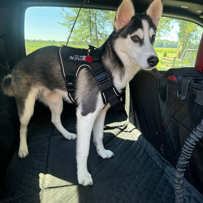 Customer photo from Angi F.: a husky in a K9 Black Team K9 harness in the back of the car