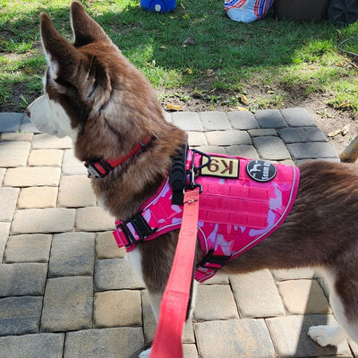 Customer photo from Sharon G. S.: a husky in a Pink Camo Team K9 harness on a leash