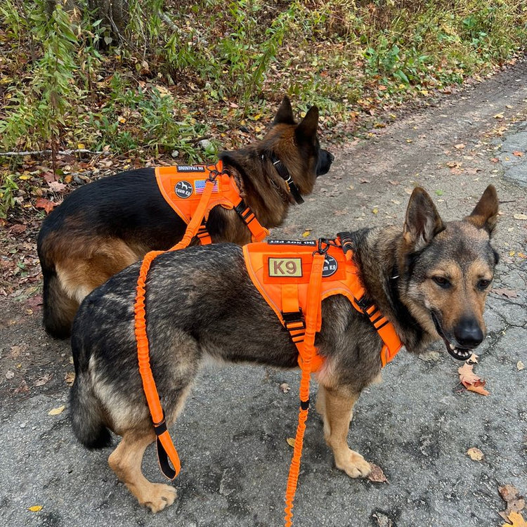 Two German Shepherds in Blaze Orange Team K9 harnesses