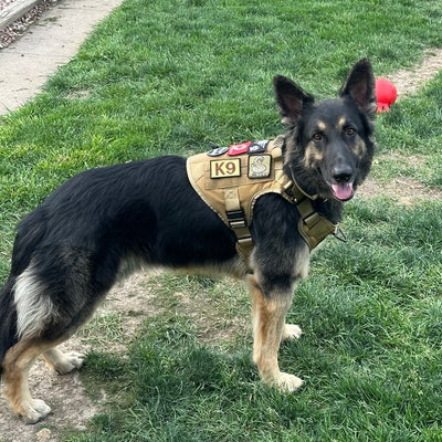 Customer photo from Kevin S.: a German Shepherd in a Desert Brown Team K9 harness in the yard