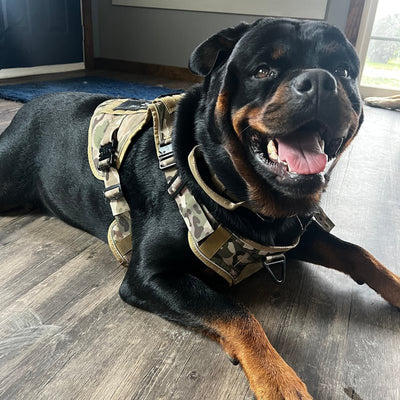 Customer photo from Nicole M.: a Rottweiler lying down in a MultiCam Team K9 harness