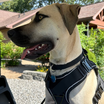Customer photo from Sabine J.: a Black Mouth Cur in a K9 Black Team K9 harness