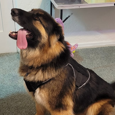 Customer photo from Jimmy P.: a shepherd mix sitting in a K9 Black Team K9 harness