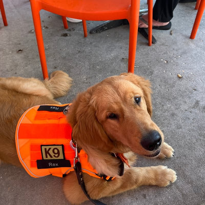 Customer photo from Edward C.: a Golden Retriever lying down in a Blaze Orange Team K9 harness