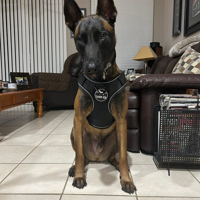 Customer photo from Jesus V.: a Belgian Malinois sitting in a K9 Black Team K9 harness with the round Team K9 patch