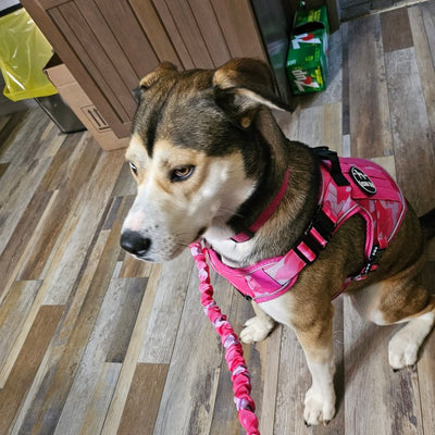 Customer photo from Mary H.: a husky mix in a Pink Camo Team K9 harness on the matching bungee leash