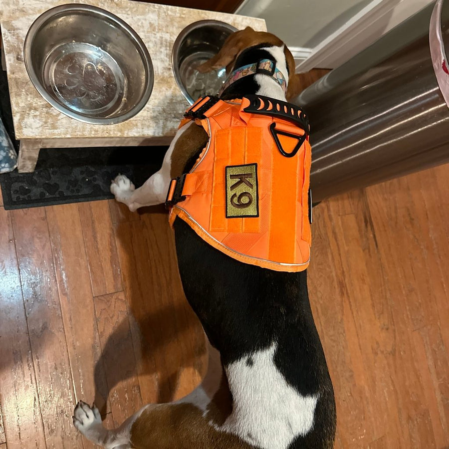 Customer photo from Jennifer S.: her rescue beagle in a Blaze Orange Team K9 harness