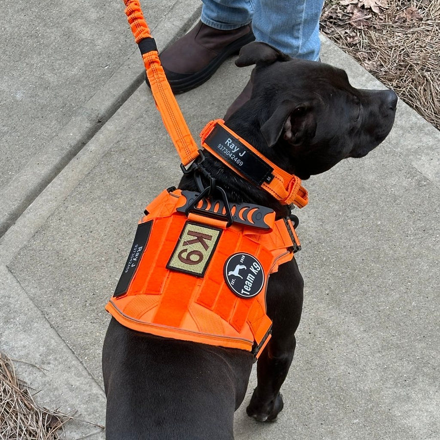 Customer photo from Kathleen B.: Ray J in a Blaze Orange Team K9 harness on the matching bungee leash