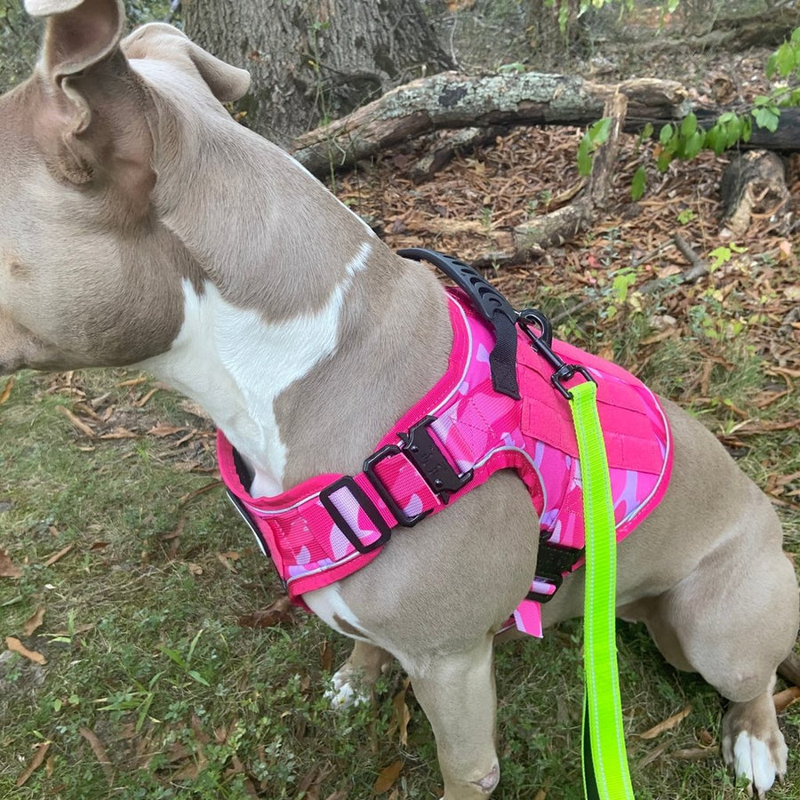 Customer photo from Mike B.: a pit bull in a Pink Camo Team K9 harness with the leash clipped on