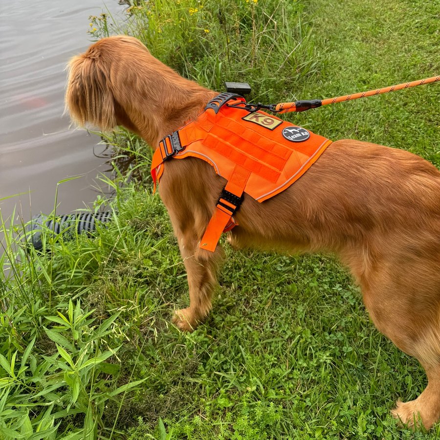 Customer photo from Brian K.: a Golden Retriever in a Blaze Orange Team K9 harness on the matching bungee leash