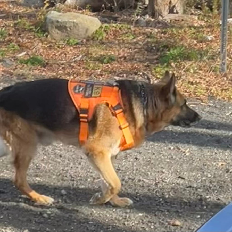 Customer photo from Karen P.: a German Shepherd walking in a Blaze Orange Team K9 harness with reflective piping