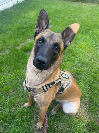 Customer photo from Trinity S.: 70 lb Belgian Malinois