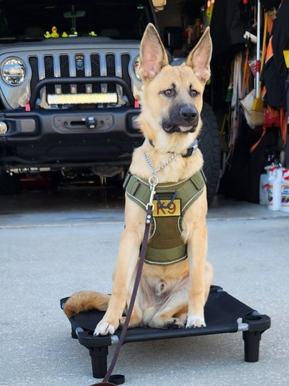 Customer photo from Ed F.: Nitro, 6 months old