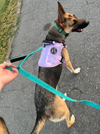 Customer photo from Kelsey D.: Dakota
