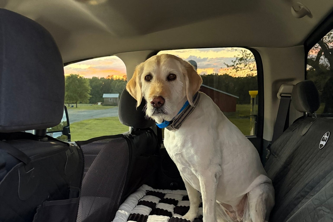 Yellow Labrador sitting on a Black Team K9 plush bed in the back of an SUV at sunset