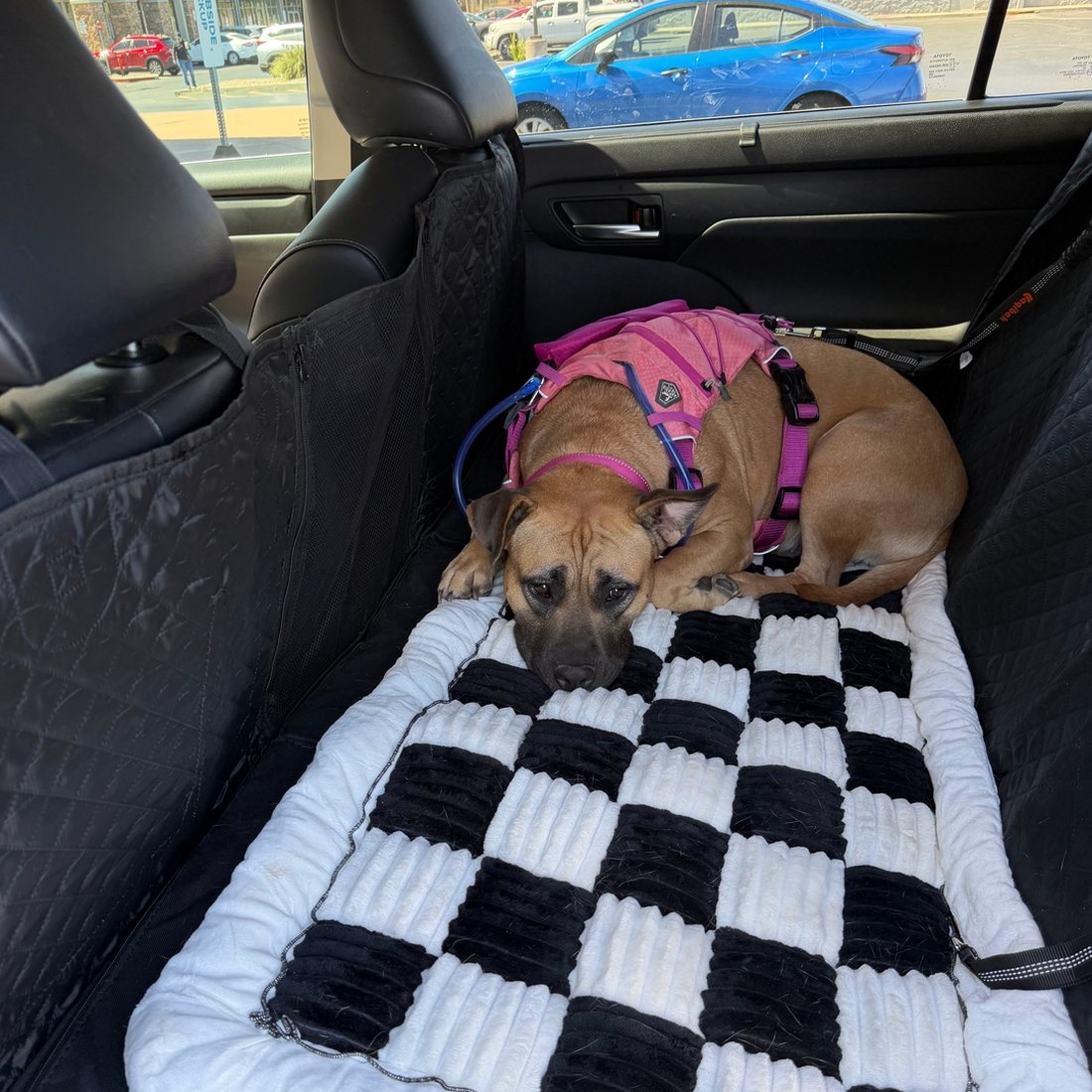 Dog lying on a Black Team K9 plush backseat bed on the hard bottom seat cover