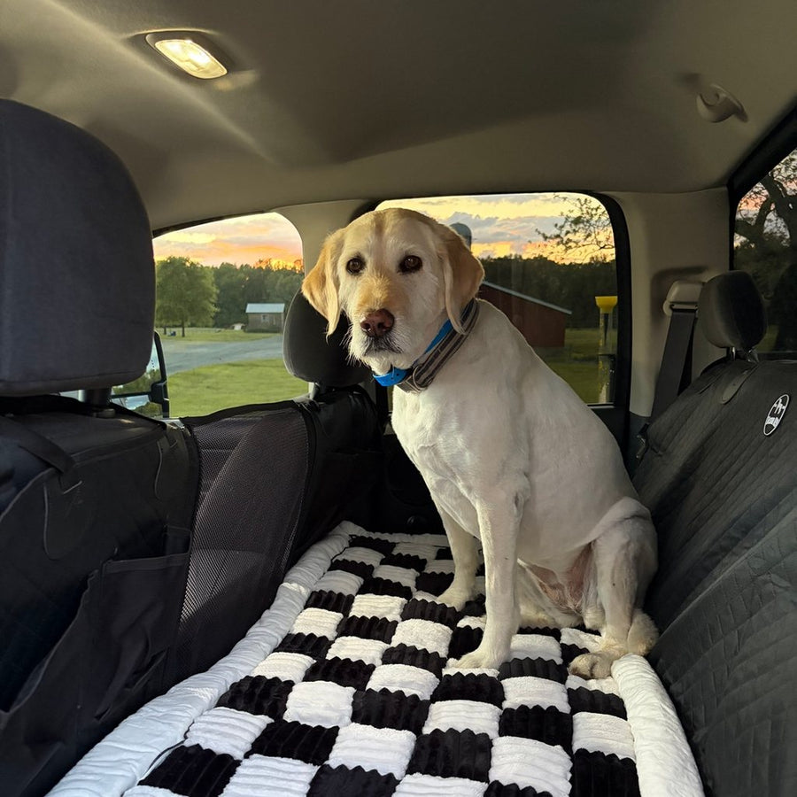 Yellow Labrador sitting on a Black Team K9 plush bed in the back of an SUV at sunset