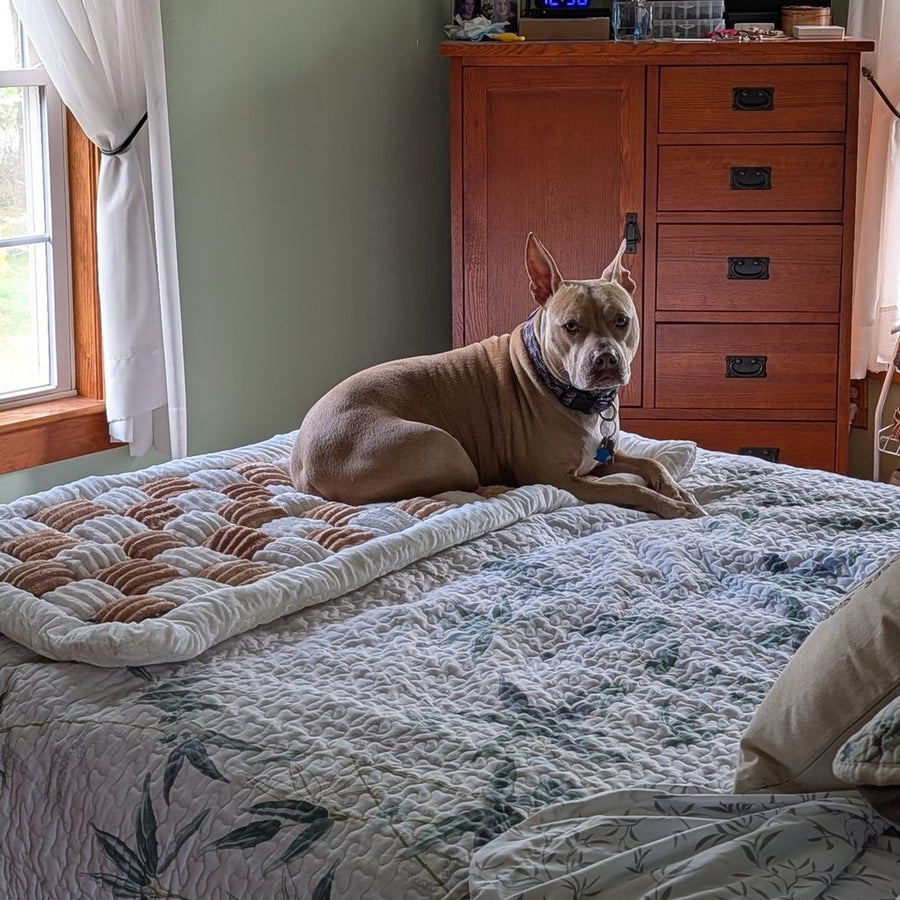 Dog lying on a Beige Team K9 plush bed on top of a bed at home